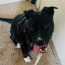 Thumbnail photo of Phoebe (Phee) #3