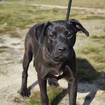 Thumbnail photo of Ceara #3