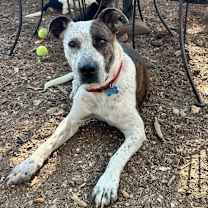 Thumbnail photo of Locust #4