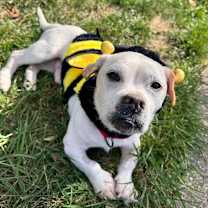 Thumbnail photo of Goober #3