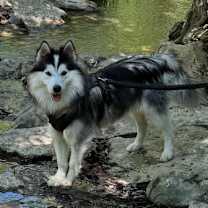 Thumbnail photo of Duke #4