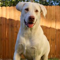 Thumbnail photo of Leopold JuM #1