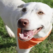 Thumbnail photo of Leopold JuM #2