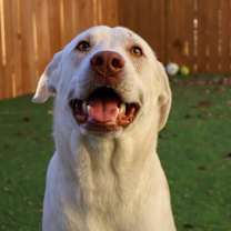 Thumbnail photo of Leopold JuM #3