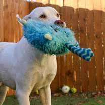 Thumbnail photo of Leopold JuM #4