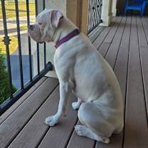 Thumbnail photo of Charlie *DEAF* #4