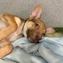 Thumbnail photo of Flounder #4