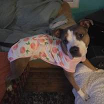 Thumbnail photo of Gabi (Gabril) #4