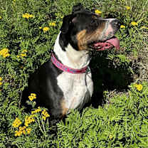 Thumbnail photo of Nim #1