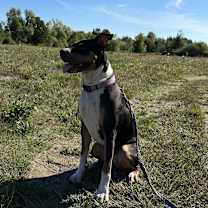 Thumbnail photo of Nim #2