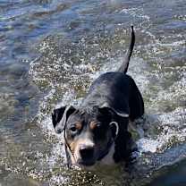 Thumbnail photo of Nim #3