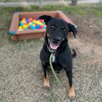 Thumbnail photo of Bear #1