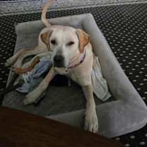 Thumbnail photo of Marley #1