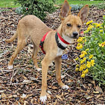 Thumbnail photo of Obi #2