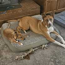 Thumbnail photo of Obi #3