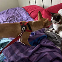 Thumbnail photo of Obi #4