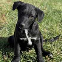 Thumbnail photo of Mittens #1