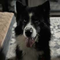 Thumbnail photo of Panda #1