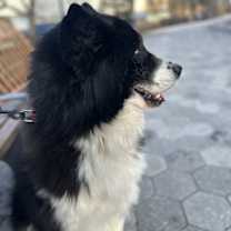 Thumbnail photo of Panda #4