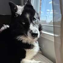 Thumbnail photo of Panda #2