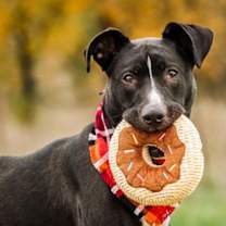 Thumbnail photo of Oliver #4