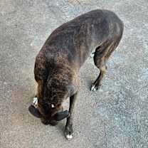 Thumbnail photo of Gabe #4