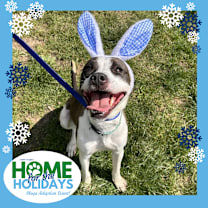 Thumbnail photo of Pongo #1