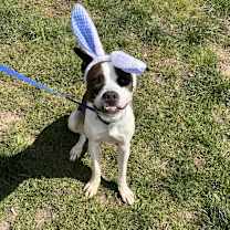 Thumbnail photo of Pongo #3