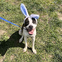 Thumbnail photo of Pongo #4