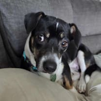 Thumbnail photo of Buzz #1