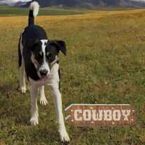 Thumbnail photo of Cowboy #4