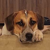 Thumbnail photo of Kamari Rose #1