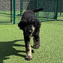 Thumbnail photo of Daisy 0794 #1