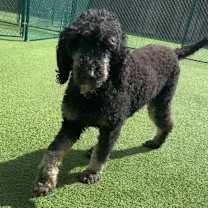 Thumbnail photo of Daisy 0794 #3