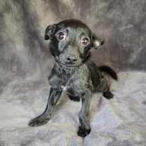 Sweetie Pie SunRay ~ Chiweenie