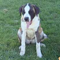 Thumbnail photo of Blossom #4