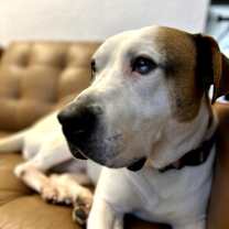 Thumbnail photo of Sherman #1