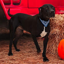 Thumbnail photo of JAKE #3