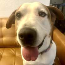 Thumbnail photo of Sherman #4