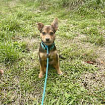 Thumbnail photo of Smidget #1