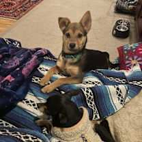 Thumbnail photo of Smidget #2