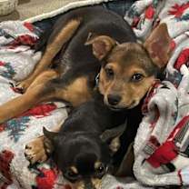 Thumbnail photo of Smidget #3