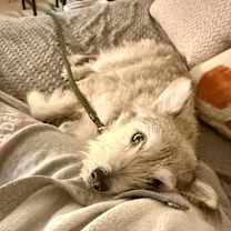 Thumbnail photo of Alpha #4