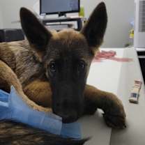 Thumbnail photo of Freya - located in MO #1