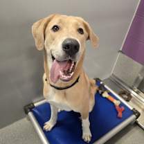 Thumbnail photo of Ruza #1