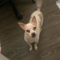 Thumbnail photo of Lulu #2