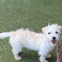 Thumbnail photo of Coco #1