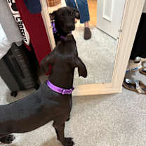 Thumbnail photo of Chloe #2