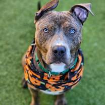 Thumbnail photo of Bourbon #3