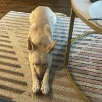 Thumbnail photo of Sigrit #2